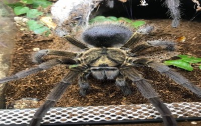 PHORMICTOPUS AURATUS FEMALE TARANTULA